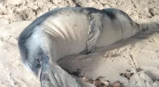 Primi esami veterinari sul cucciolo di foca: al lavoro un pool di esperti del Paese