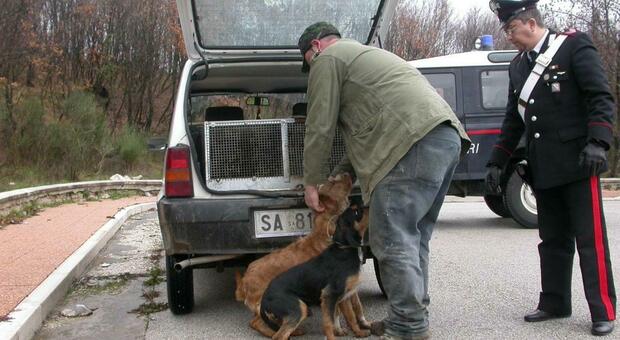 Acerra, maltrattamento animali e abbandono: sequestrati 3 cani