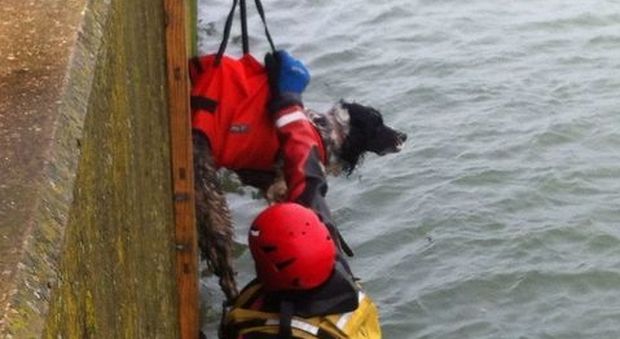 Rischia di annegare per salvare il suo cane caduto dentro al canale