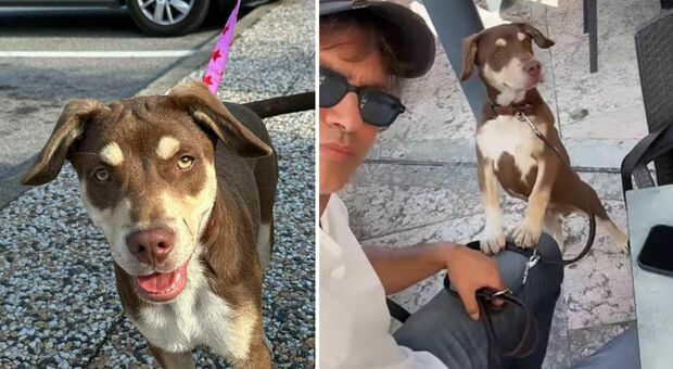 Gabriel Garko salva un cane abbandonato in autostrada: «Spero di ritrovare chi l'ha lasciato qui da solo»