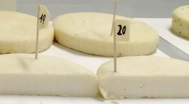 Batteri antistress scoperti nei formaggi trentini