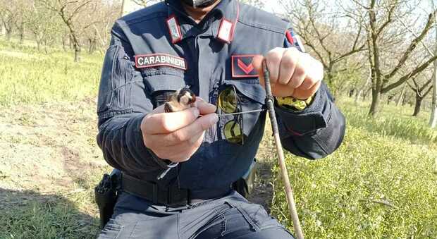 Sequestrato maxi impianto di uccellagione, denunciati due bracconieri nel Napoletano