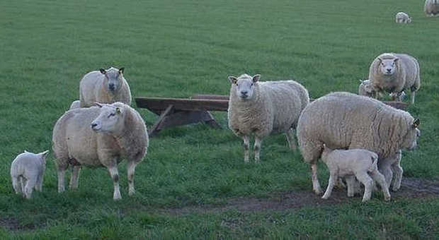 Le preziose pecore Texel