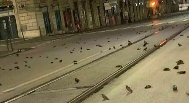 Uccelli morti a Roma, ecco la causa della strage di storni: botti di Capodanno e dissuasori spenti