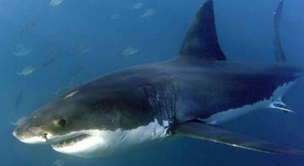 Uno squalo bianco si avvicina a tre bambini in Australia
