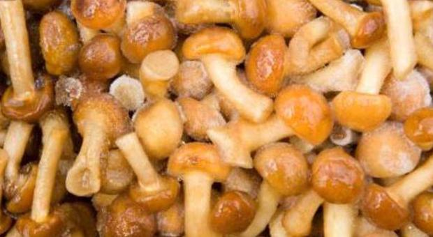 Parassiti nei funghi surgelati: sequestrate oltre 14mila confezioni