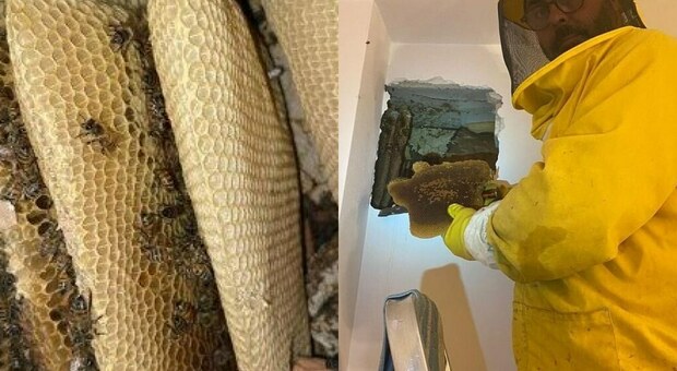 Il nido di 50mila api scoperto in un'abitazione a Castelnuovo di Porto