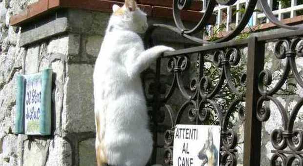 Guarda la foto Capri: ma chi l'ha detto che i gatti non sanno leggere?