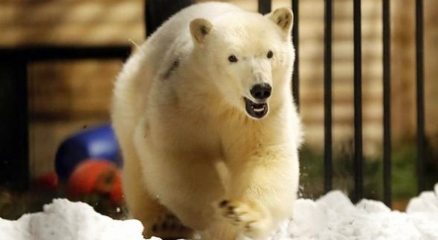 Orso polare mangia pallina di gomma lanciata dal visitatore dello zoo in Russia e si accascia: così è morta Umka