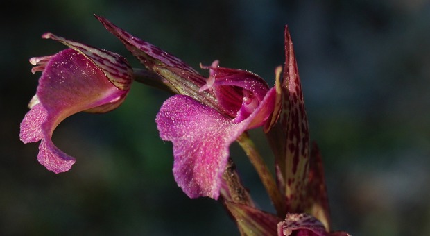 Orchidee, un ibrido nuovo per la scienza scoperto a Porto Selvaggio