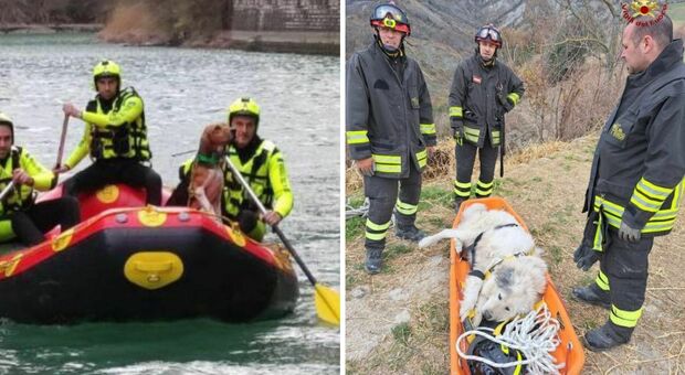 Pesaro, i vigili del fuoco salvano tre cani finiti in un burrone e nella Gola del Furlo