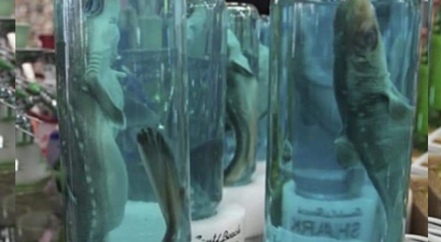 Baby squali venduti come souvenir. Petizioni di protesta per fermare il macabro commercio