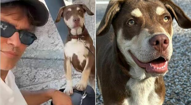 Gabriel Garko salva un cane in autostrada: «Era solo, spero di ritrovare chi l'ha smarrito»