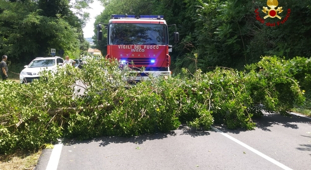 Maltempo, emergenze per alberi caduti e strade off-limits a Passo Ripe e Offagna