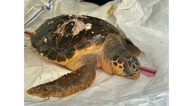 Civitanova, spettacolare salvataggio delle Guardia Costiera: recuperata una tartaruga marina "Caretta caretta"