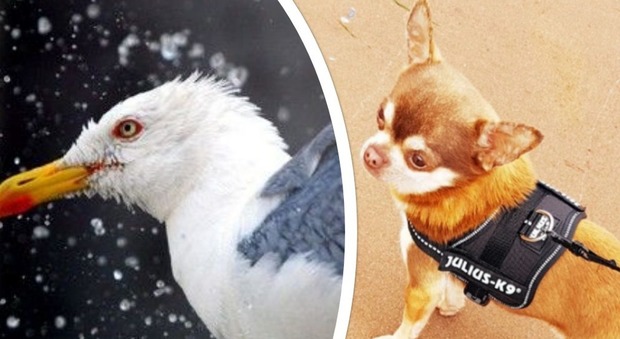 Chihuahua catturato da un gabbiano, la svolta macabra: «È stata trovata una gambina sul tetto» (foto Ansa/Facebook)
