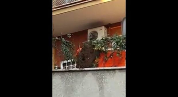 Enorme sciame d'api invade il balcone di una casa
