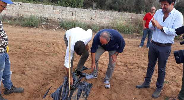 Xylella, piantati a Caprarica 2.500 ulivi di favolosa