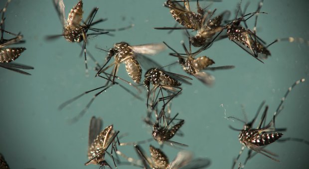 Brasile, paura Zika: finito lo stato di emergenza