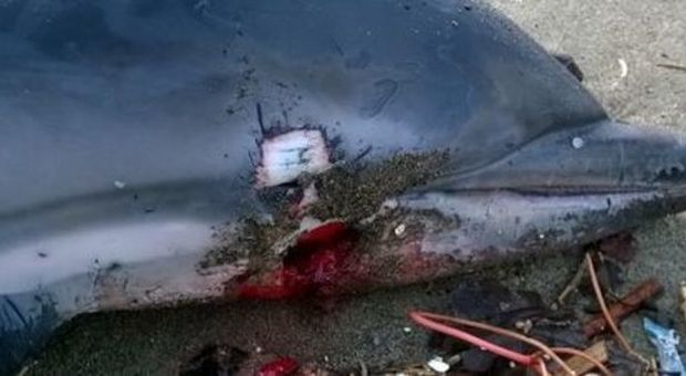 Delfino ferito si arena e muore sulla spiaggia: aveva una lesione alla mandibola