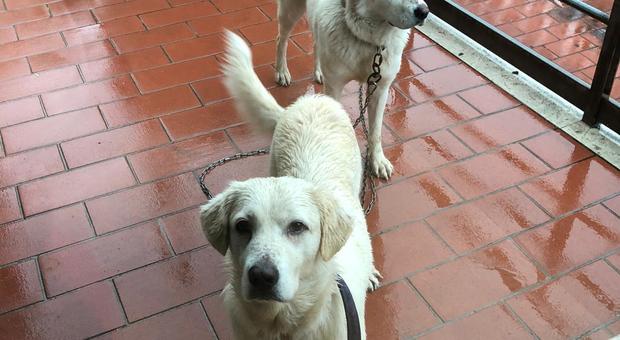 Sapri, carabinieri salvano dalla pioggia due cani abbandonati