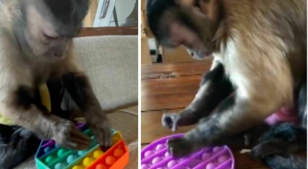 Un video virale di una scimmia che gioca al pop-it ed è subito mania: la storia del gioco e il post del video