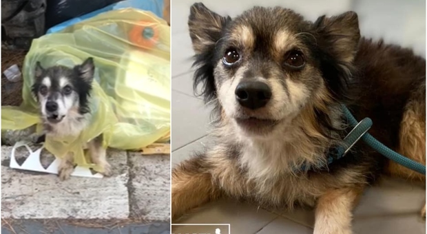 Roma, cagnolino gettato in un sacco della spazzatura: Spillo è vivo per miracolo, ora cerca un padrone