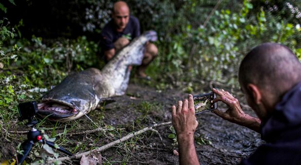 Roma, nel Tevere pesci siluro da 100 chili: l’ultima sfida è catturarli