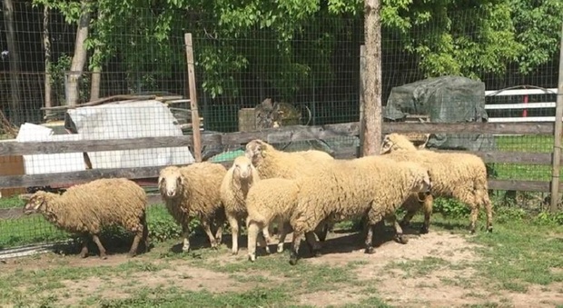 Le pecore salvate