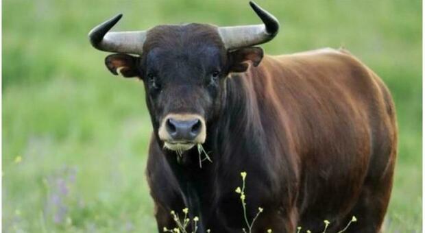Entra nella stalla e un toro carica ferendolo con le corna: allevatore in ospedale a Civitanova
