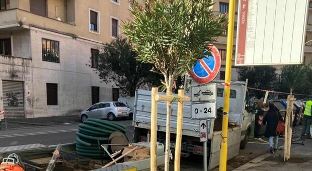Dopo i lavori, Terna pianta 130 nuovi alberi: saranno in viale Bruno Buozzi e poi a Villa Borghese e via Gramsci