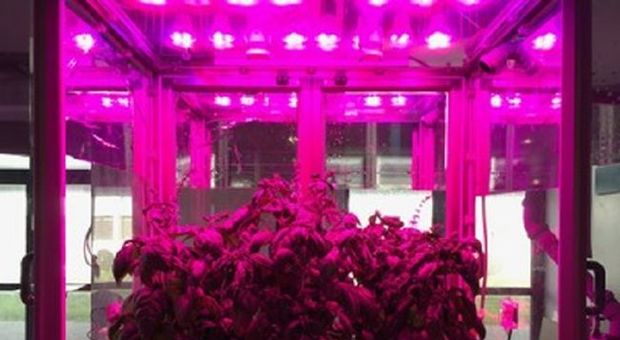 Enea realizza microcosmo che simula coltivazione di piante nello spazio