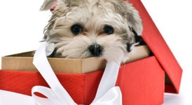 Il 40% dei cuccioli regalati a Natale finisce in strada