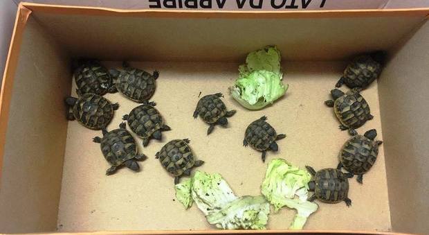 Giugliano: vendeva illegamente tartarughe su internet: denunciato