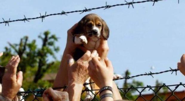 Morto Vita, il beagle liberato da Green Hill: la sua foto era diventata un simbolo
