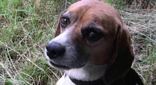 Orrore a Fabriano, cucciolo di beagle ucciso ​da polpette avvelenate lasciate per la strada