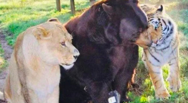 Un orso, un leone e una tigre sono stati trovati abbracciati in una gabbia di un seminterrato quando erano cuccioli: «Ora, sono migliori amici»