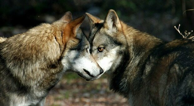 I lupi dopo i cinghiali: Roma accerchiata dagli animali selvatici. In un video l'avvistamento alle porte della Capitale