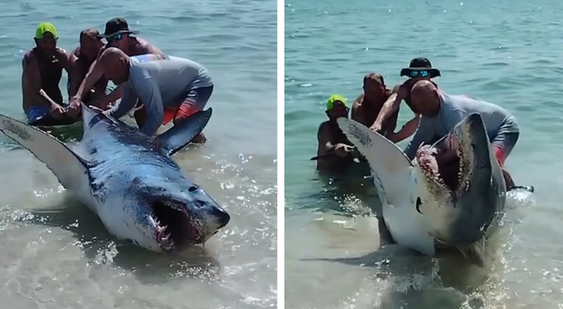 Enorme squalo mako salvato dai bagnanti, le incredibili immagini riprese in un video