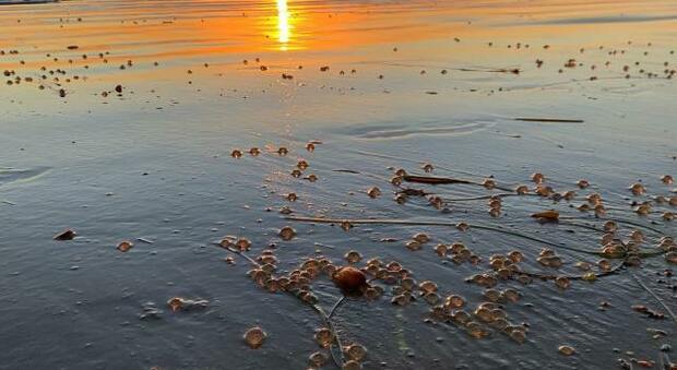 Migliaia di sfere trasparenti coprono le spiagge della California - FOTO e VIDEO