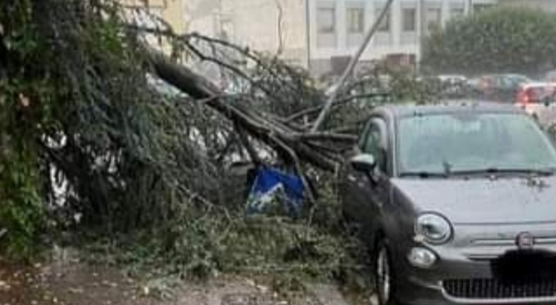Maltempo ad Avellino: crollano alberi, tragedia sfiorata nel rione Valle