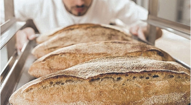 Pane e pasta, rincari all’orizzonte: si rischia un aumento del 10%. In Europa calo record di raccolto