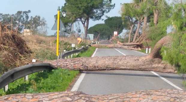 Latina, riapre l'Appia dopo la strage di alberi causata dal maltempo, ma i lavori continuano