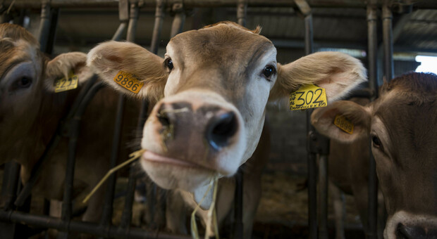 «Persi 150 allevamenti e la crisi non è finita»: l'allarme Cia sulle aziende agricole che si occupano delle vacche da latte