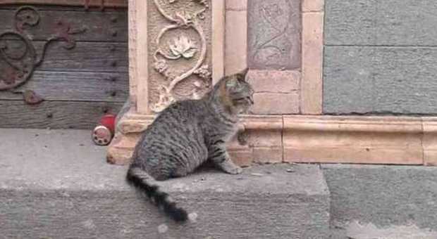 Viterbo, strage di gatti al cimitero: vendetta o messe nere?