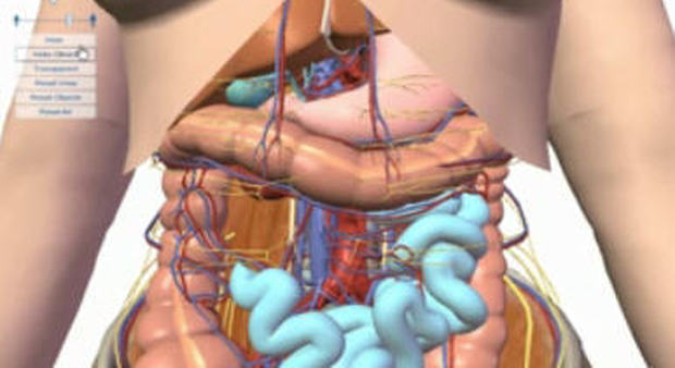 Sorpresa, nel corpo umano c'è un organo sconosciuto: Il mesentere -Guarda