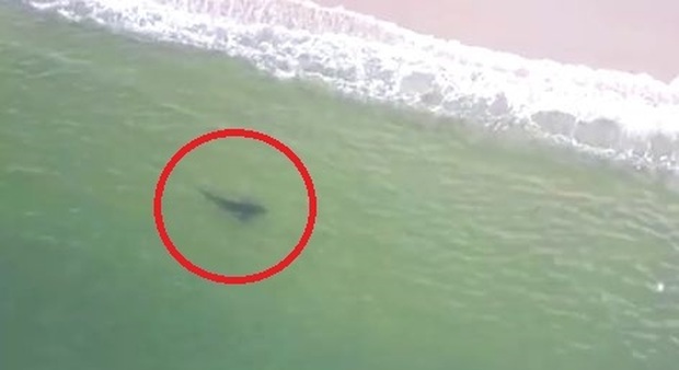 Paura in spiaggia: squalo bianco di 3 metri e mezzo nuota vicino alla riva