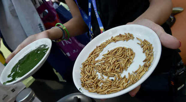 Grilli in barattolo, vermi della farina e nella passata: assaggi choc sequestrati all'Expo