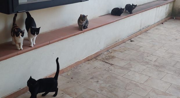 Gatti murati vivi in un condominio, la denuncia degli ecologisti: «Potevano morire»