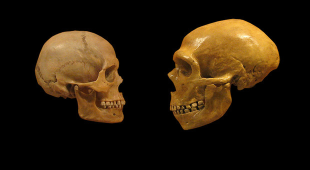 La morfologia del cranio dell'uomo di Neanderthal in uno studio su uno scheletro rinvenuto ad Altamura